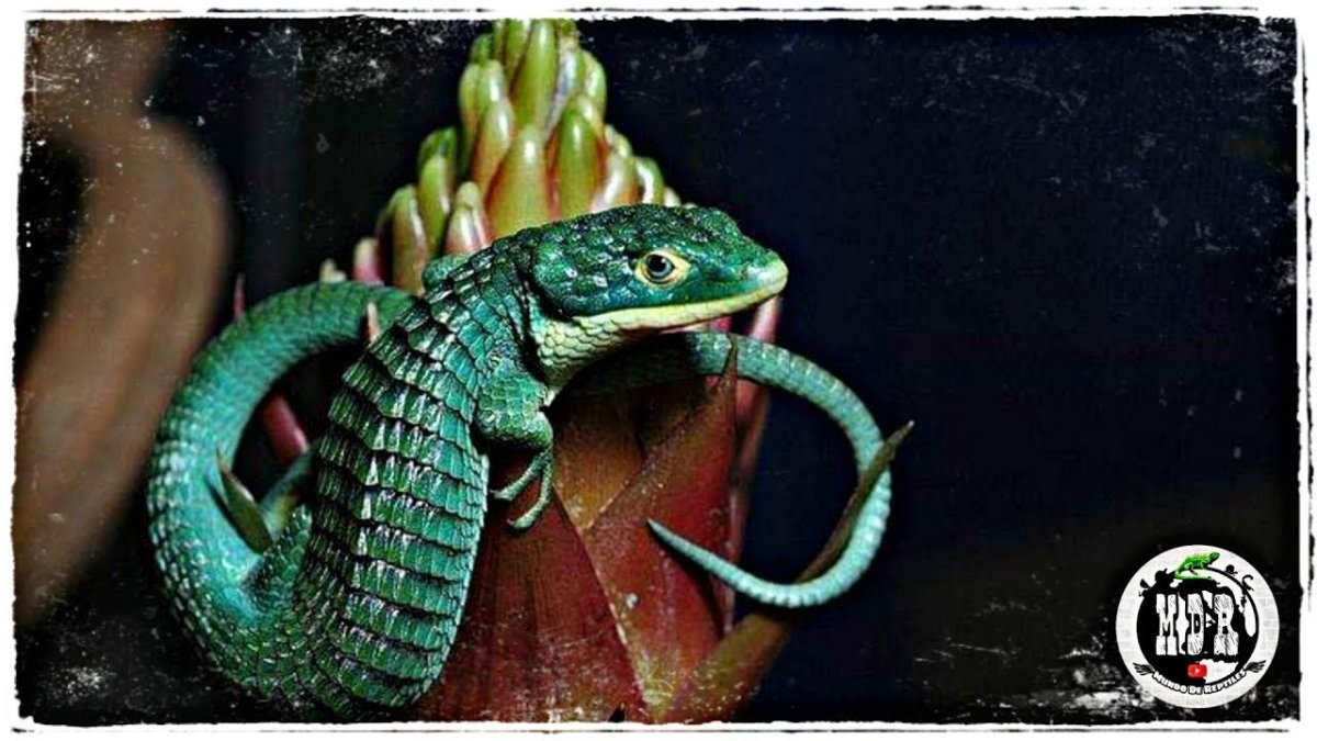 Смарагдовый сцинк