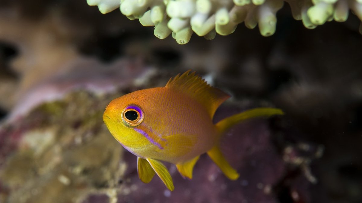 Маленькие морские рыбки