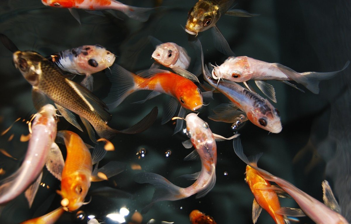 Рыбки плавают