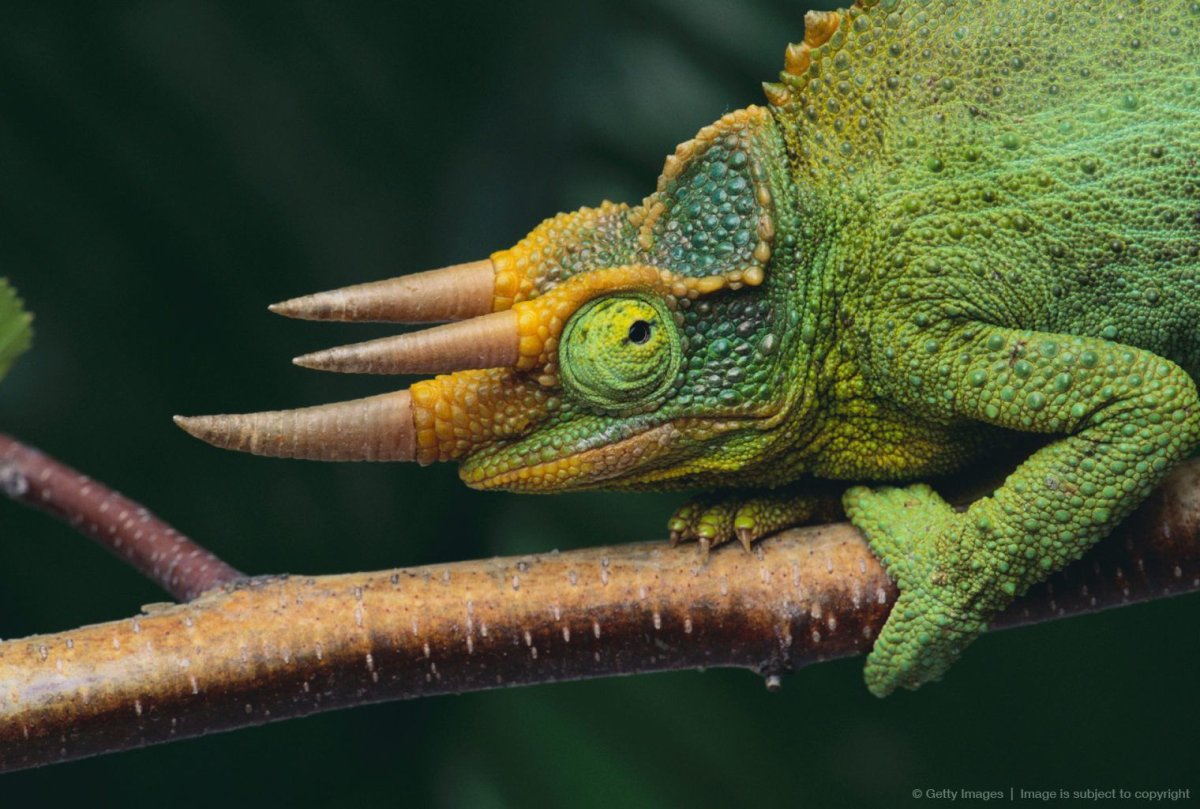 Трехрогий хамелеон