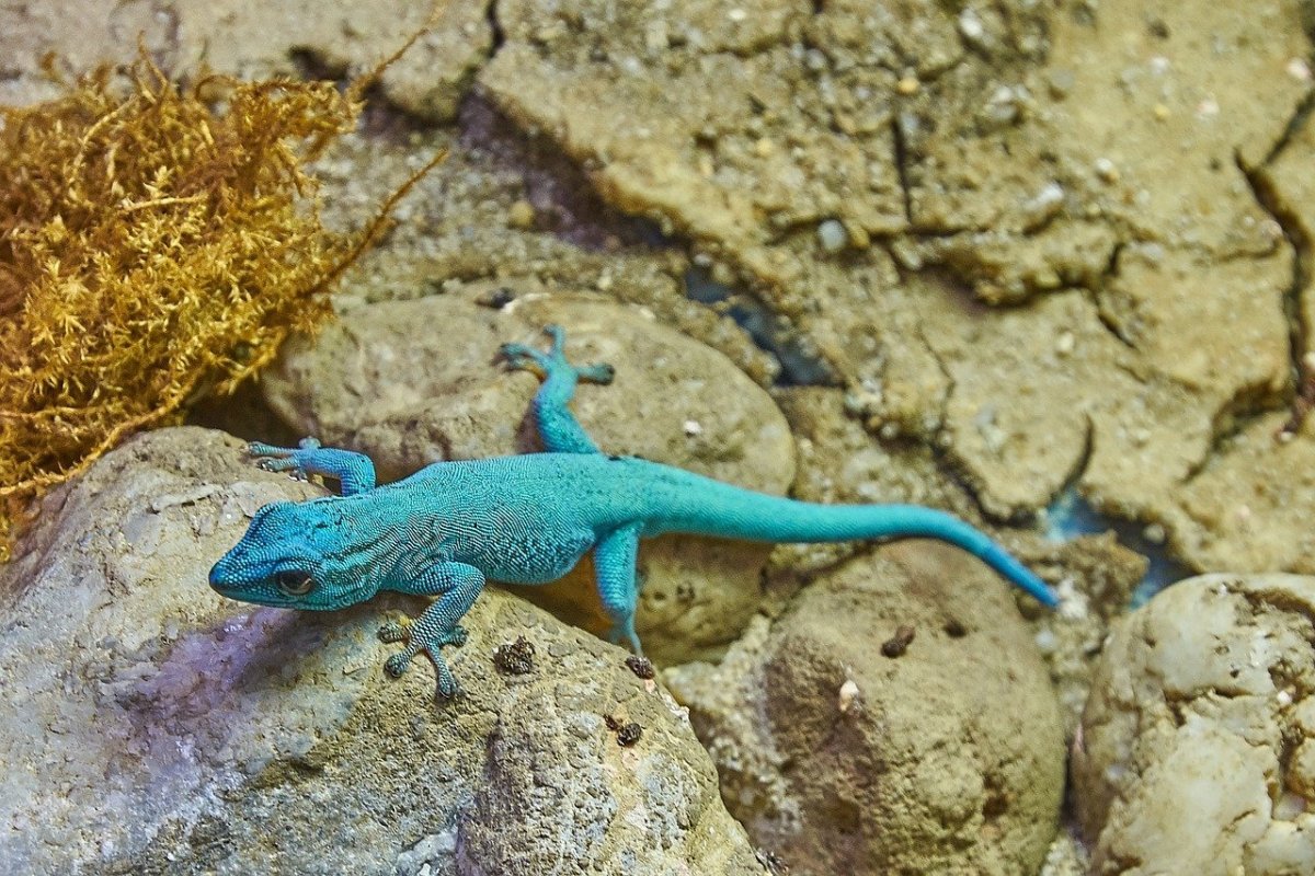 Голубая Агава ящерица