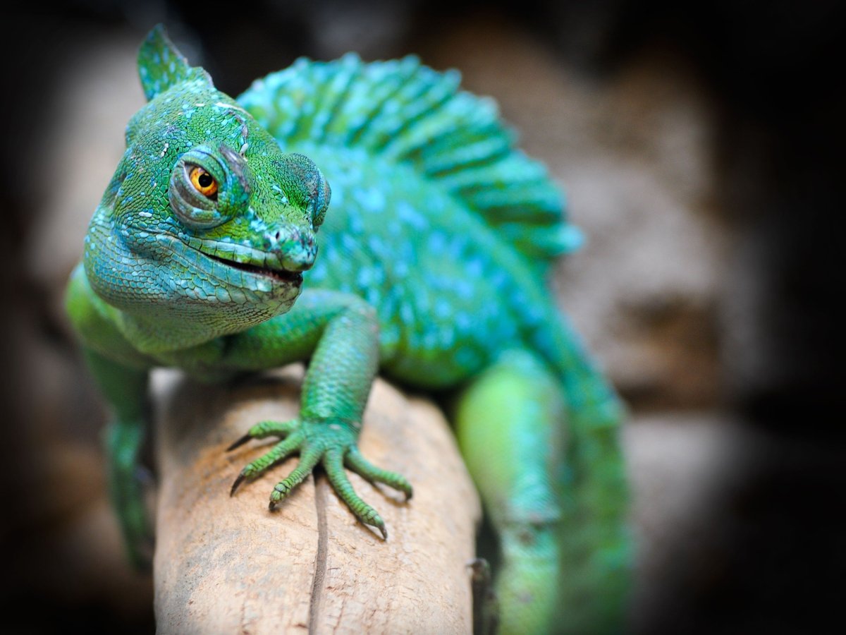 Голубая игуана ящерица