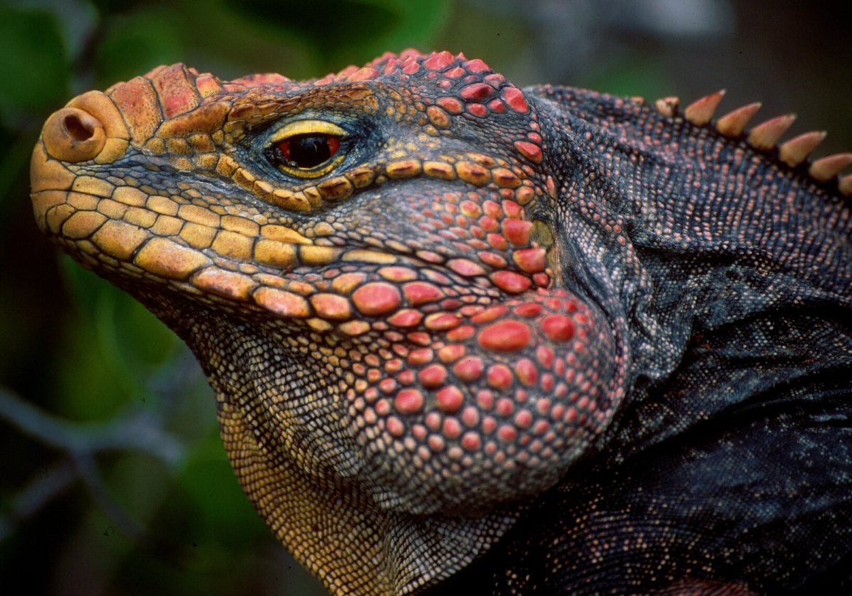Ямайская игуана