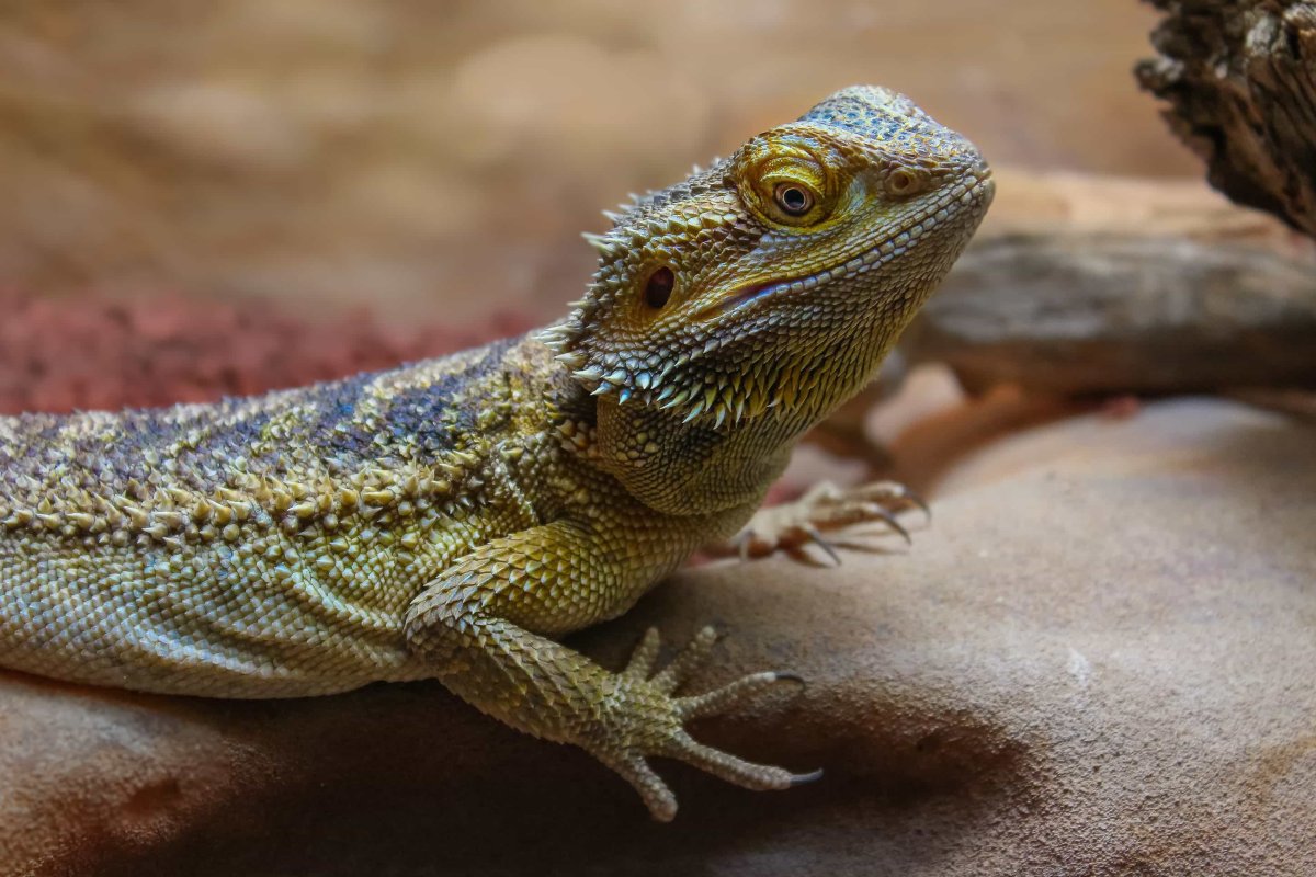 Самые редкие ящерицы