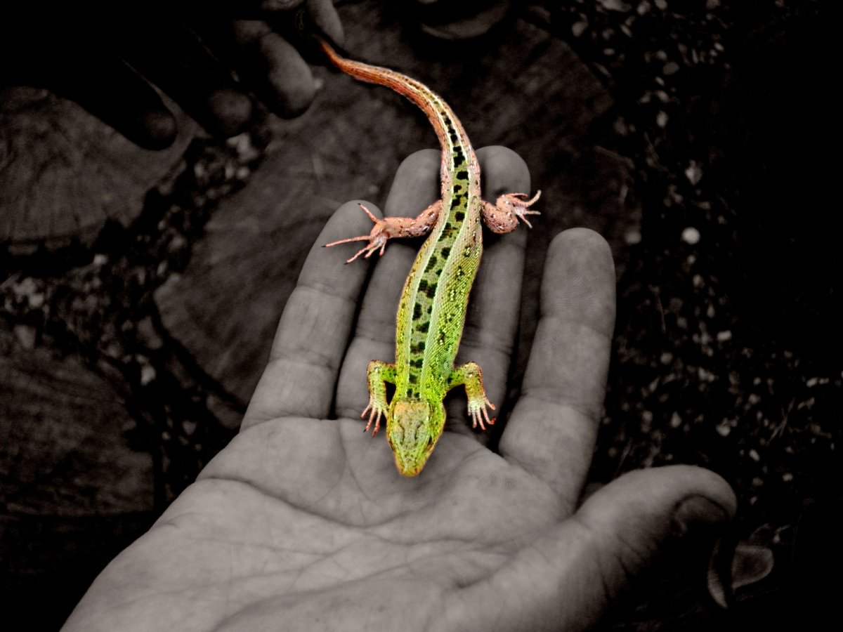 Прыткая ящерица маленькая