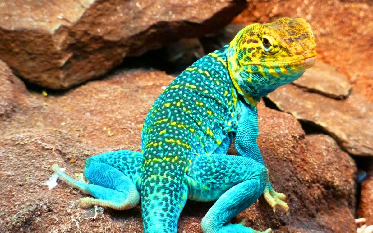 Ошейниковая игуана