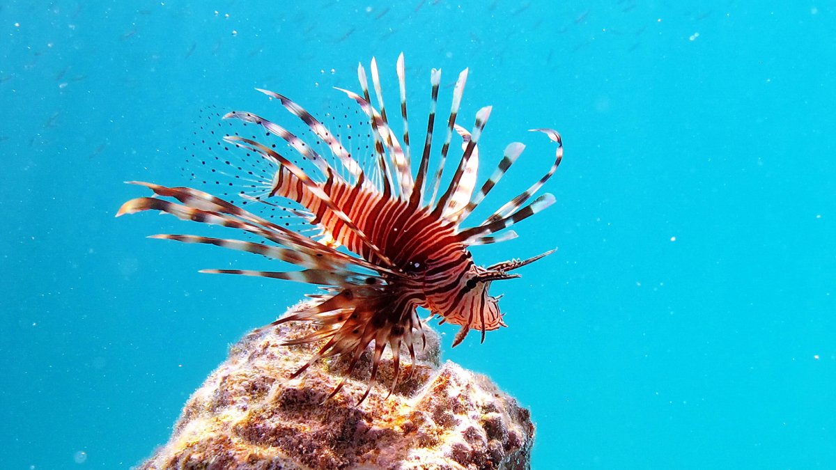 Морские жители