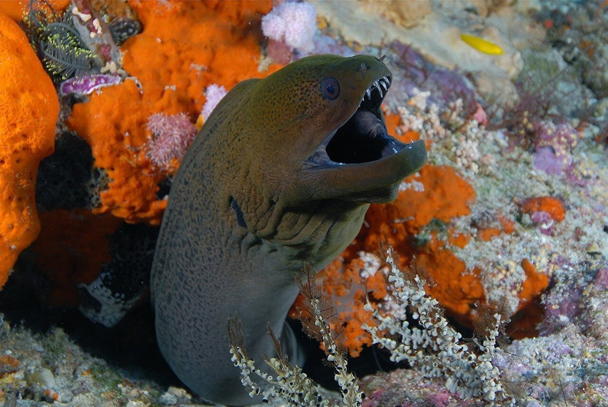 Мурена рыба