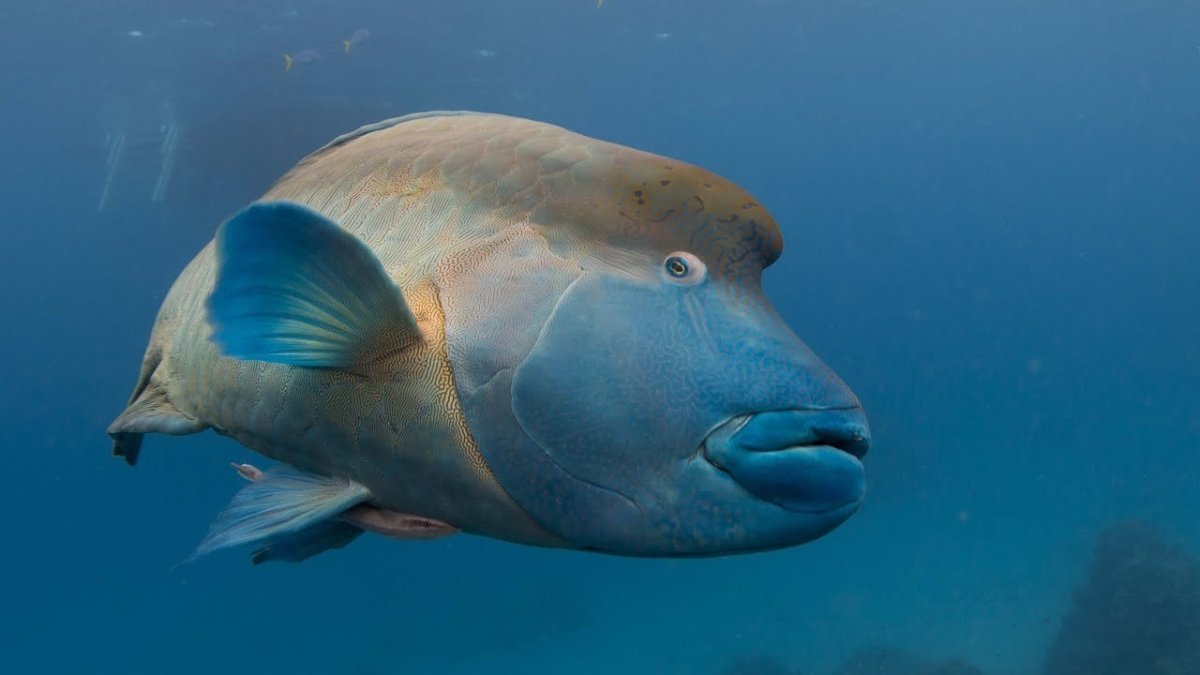 Humphead Wrasse рыба