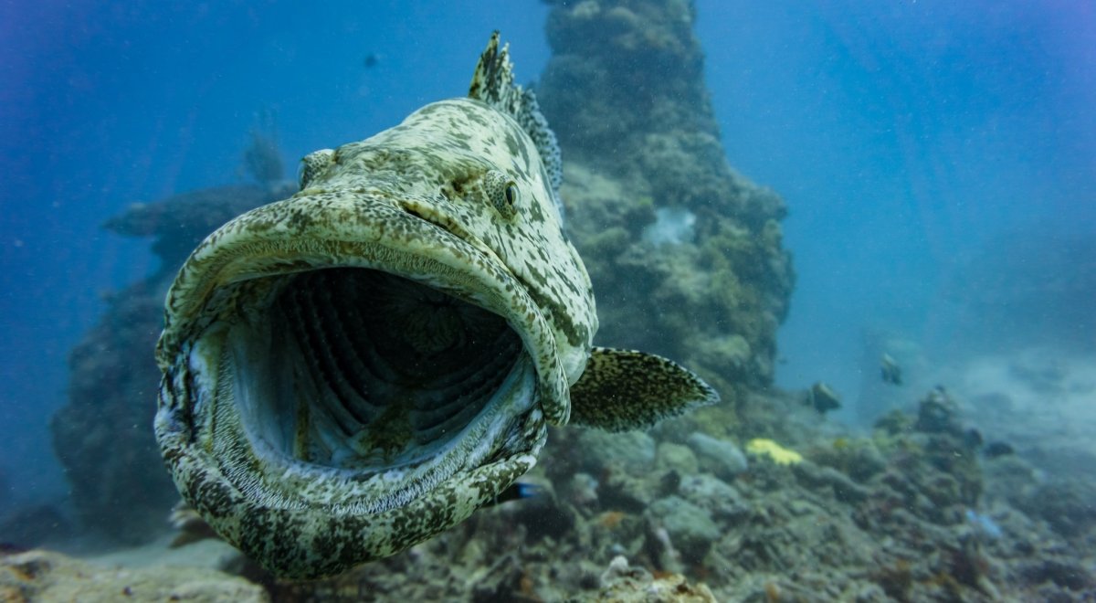 Обитатели Тихого океана