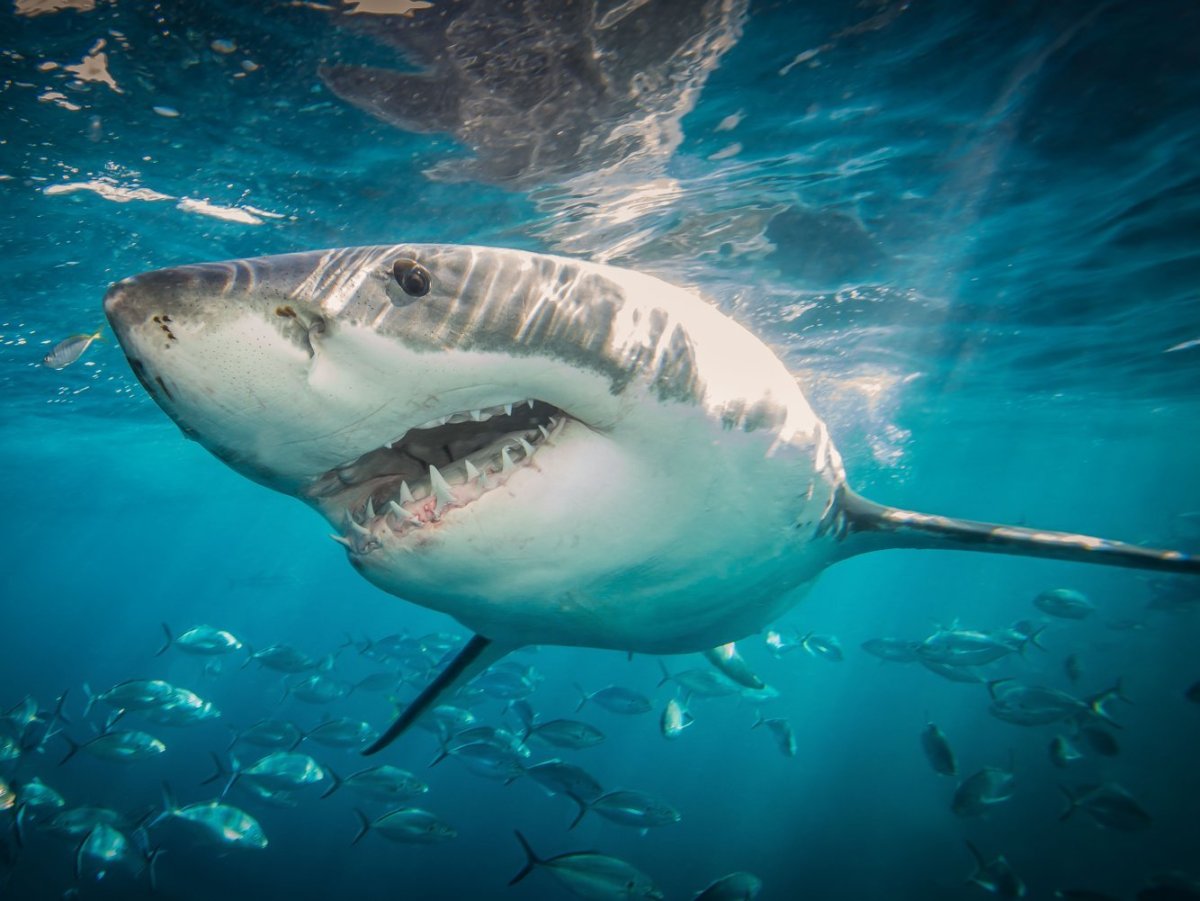 Тигровая акула в тихом океане