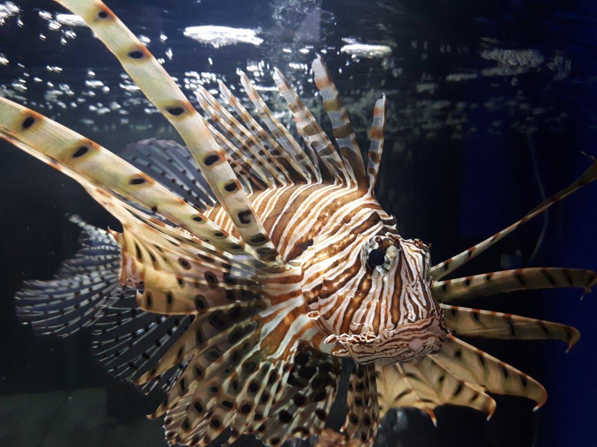 Ядовитая рыба крылатка