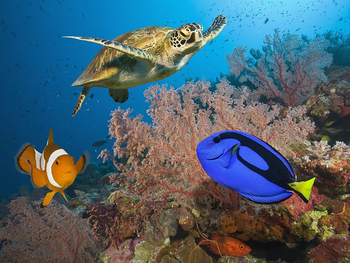 Рыбы барьерного рифа в Австралии