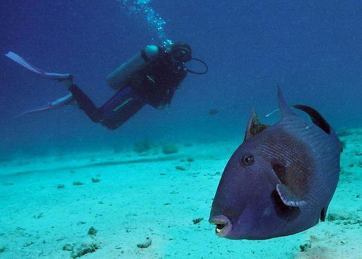 Рыбы Марса Алама