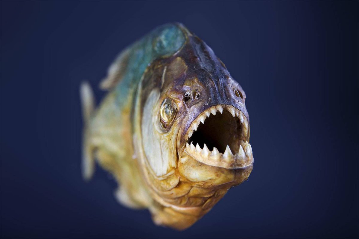 Река Амазонка рыба Пиранья