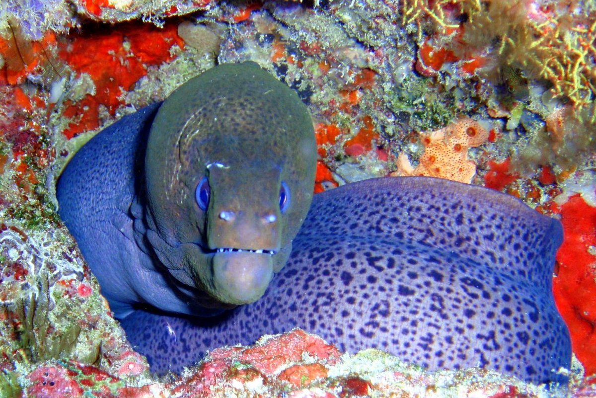 Рыбы красного моря мурена