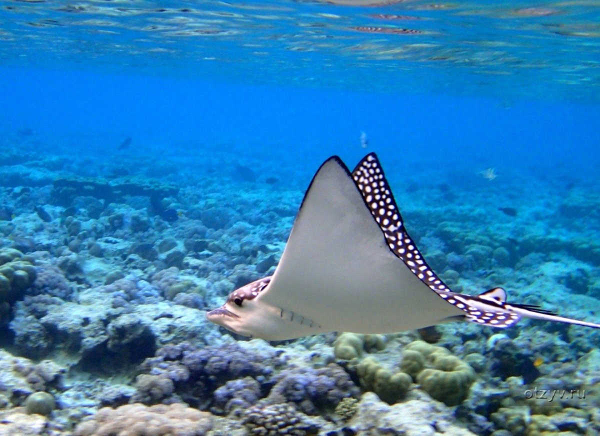 Акулий риф Шарм-Эль-Шейх