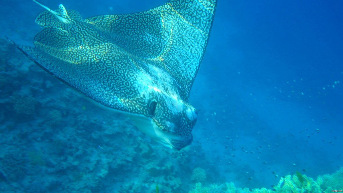 Обитатели красного моря