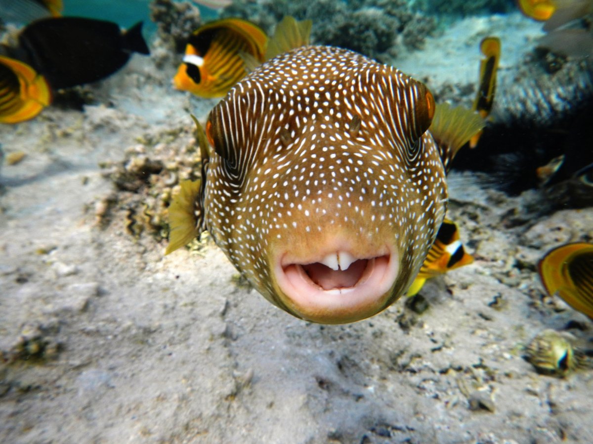 Рыба кузовок красное море ядовитая