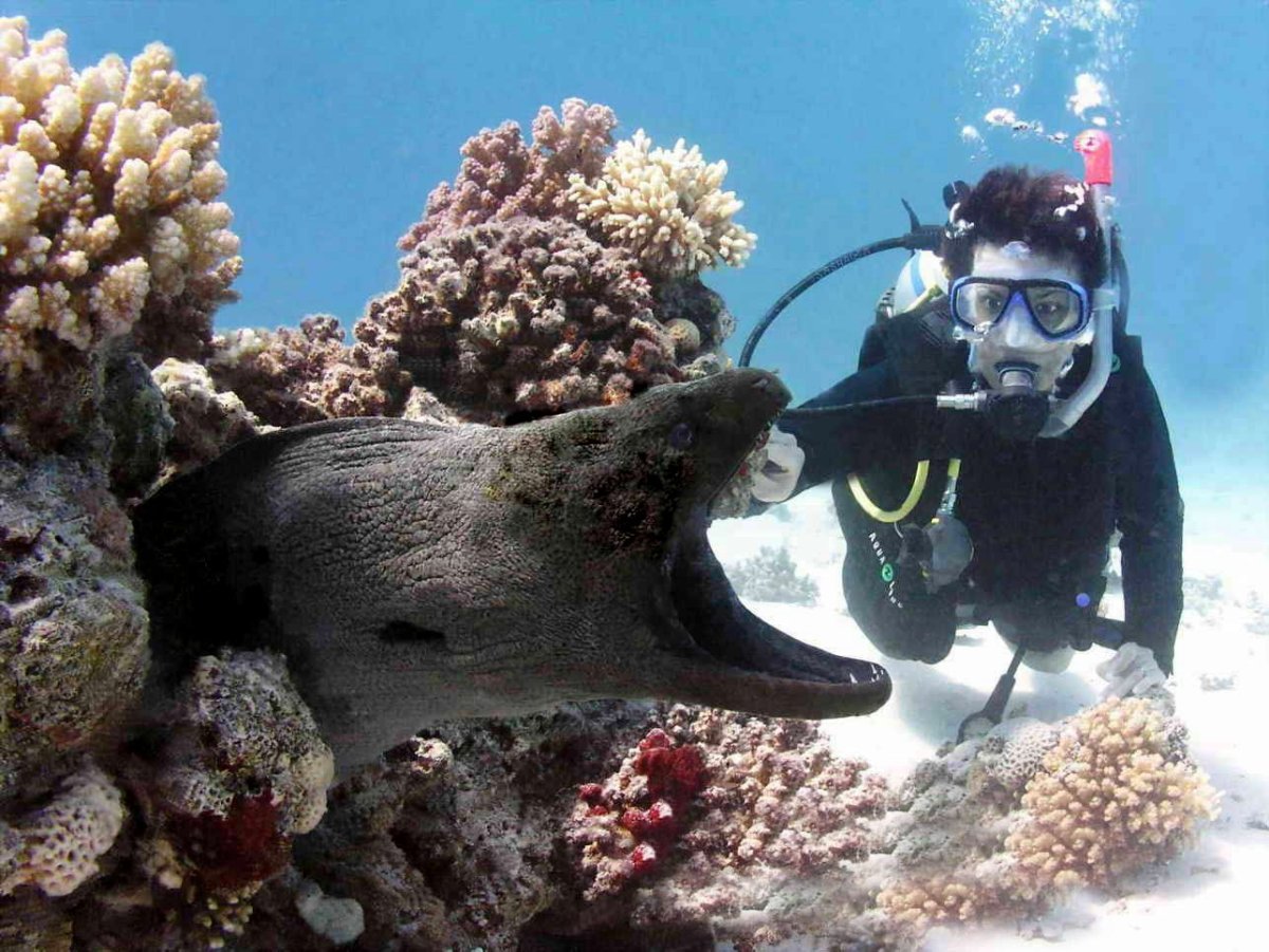 Мурена в Красном море