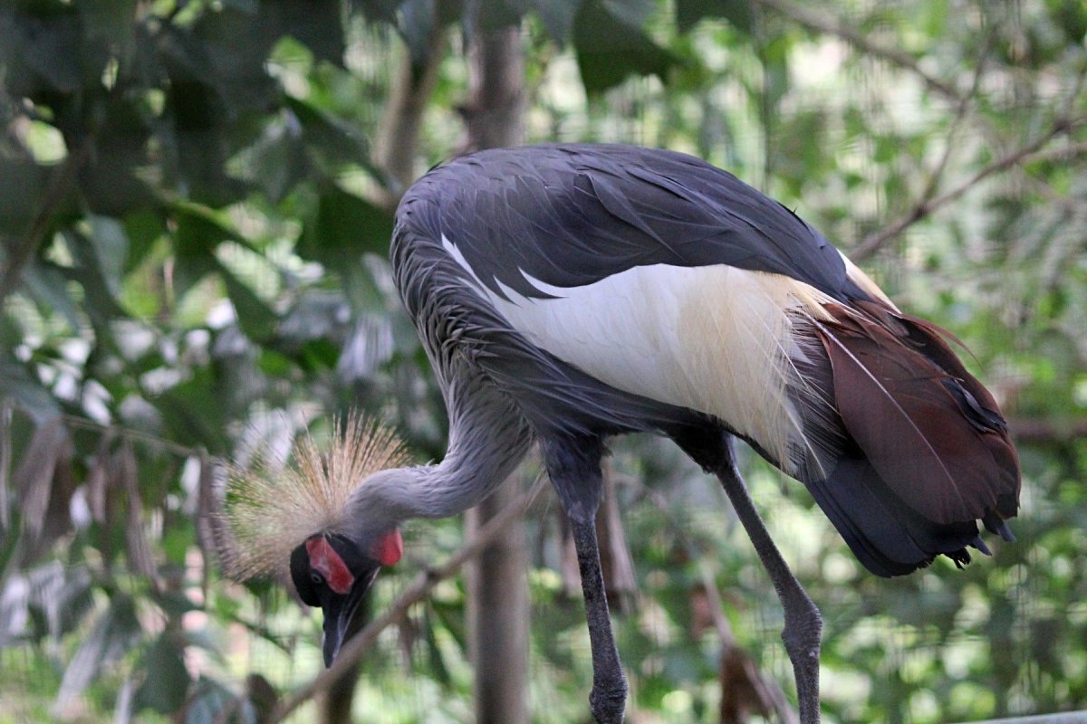 Венценосный журавль хохолок