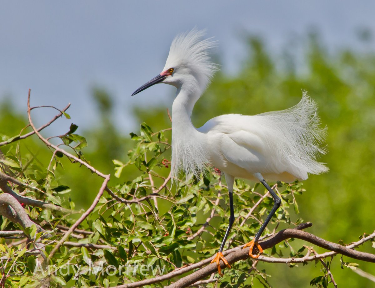 Венценосный журавль брачный танец