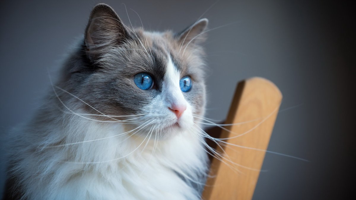 Пушистая кошка с голубыми глазами