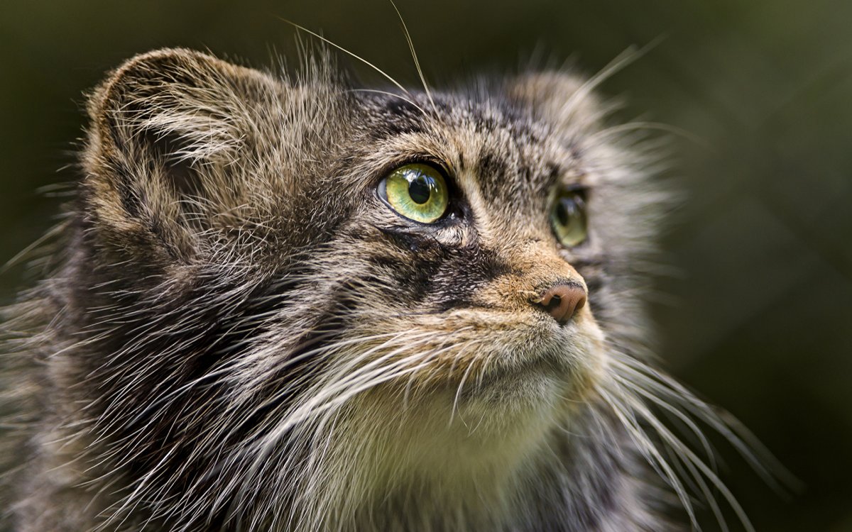 Кот с усами