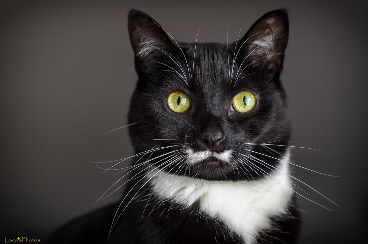 Императорский Тамарин усы