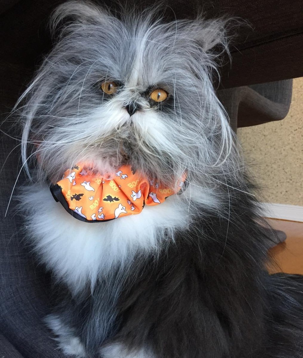 Гамильтон Hamilton кот-хипстер