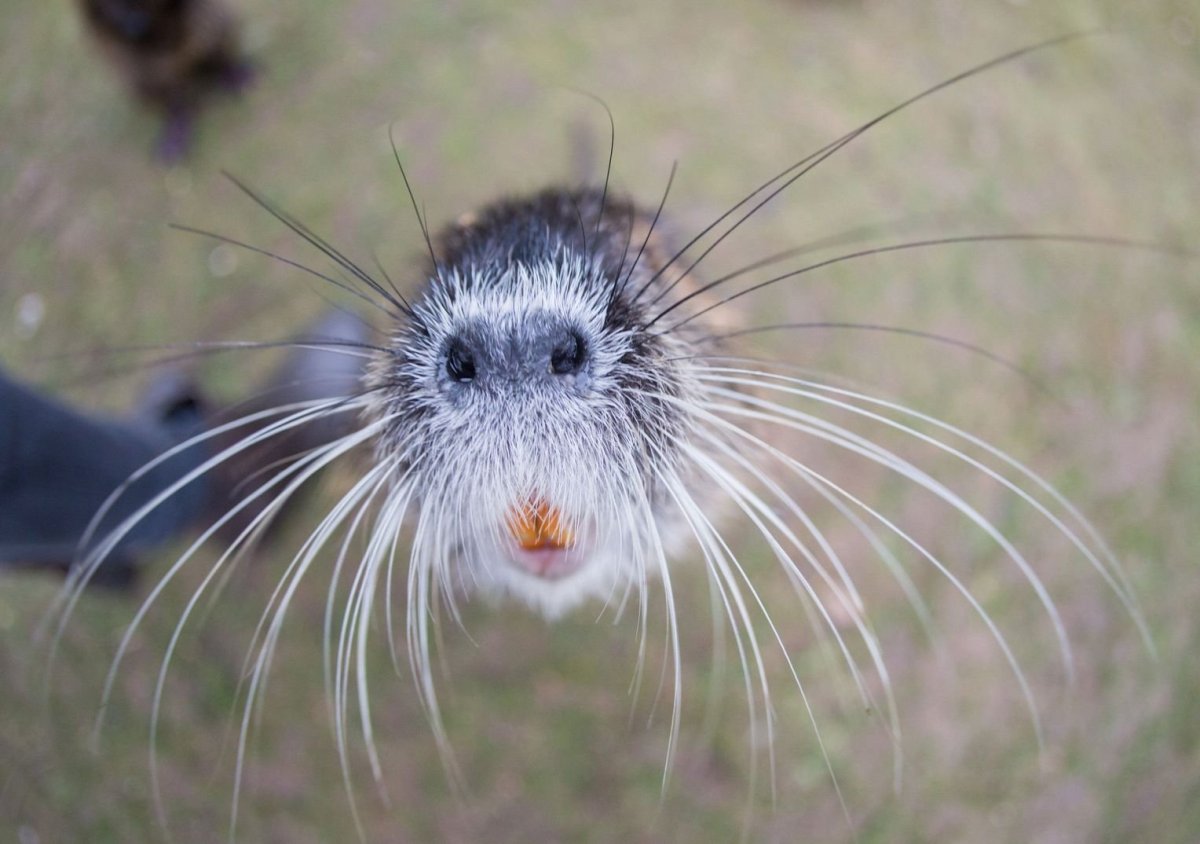 Кошка с усиками