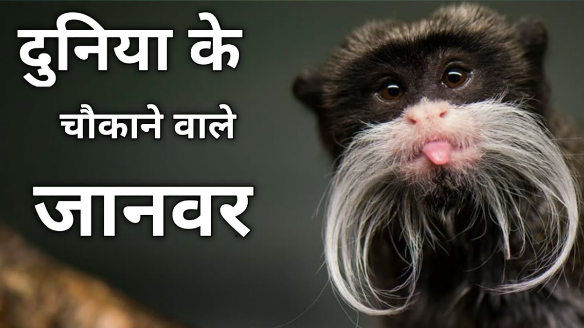 Кот с длинными усами