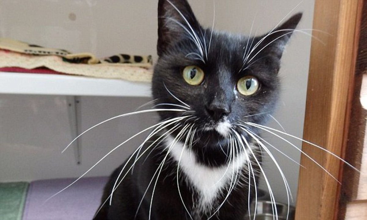 Коты с длинными усами