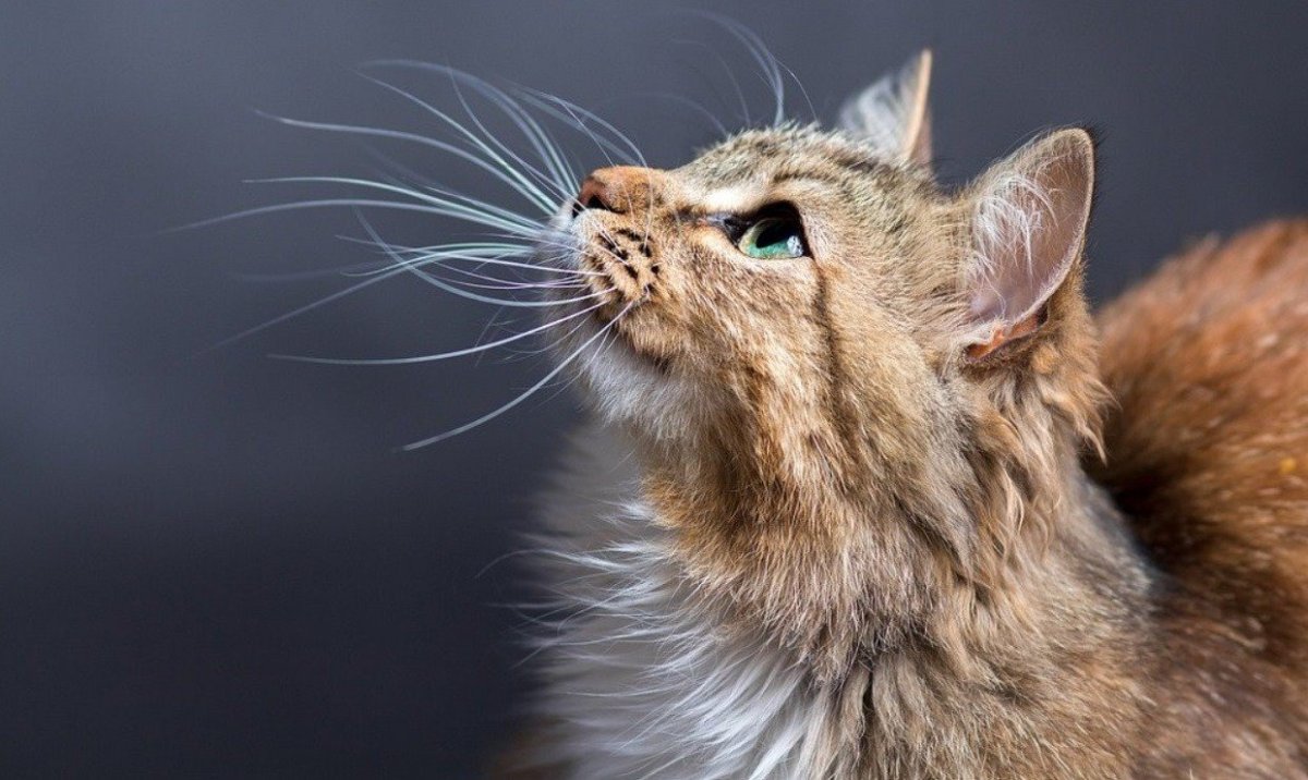 Кот Иосиф Сталин