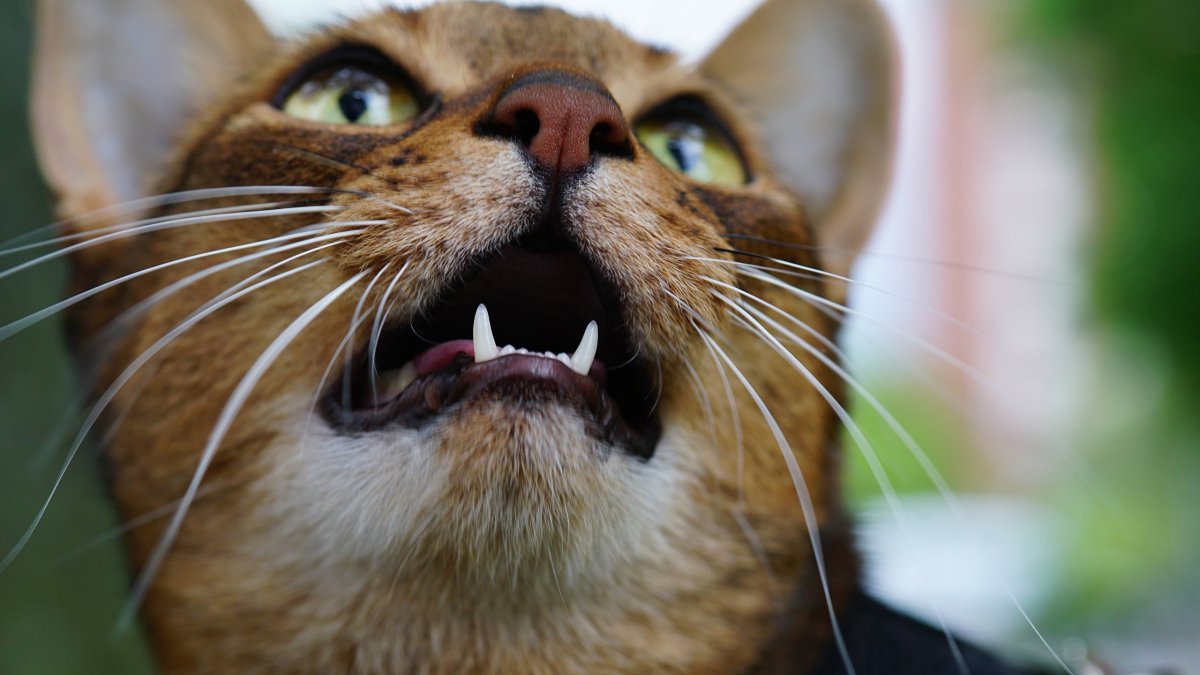 Азербайджанские усы