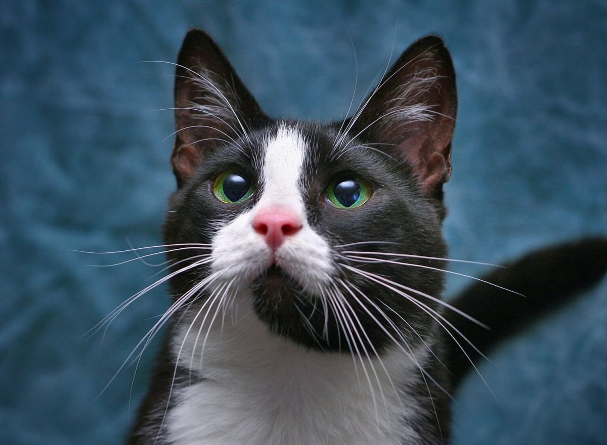 Усы кошачьи