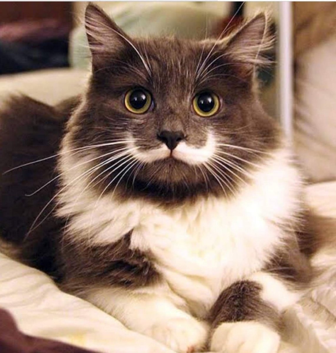 Кот с белыми усами