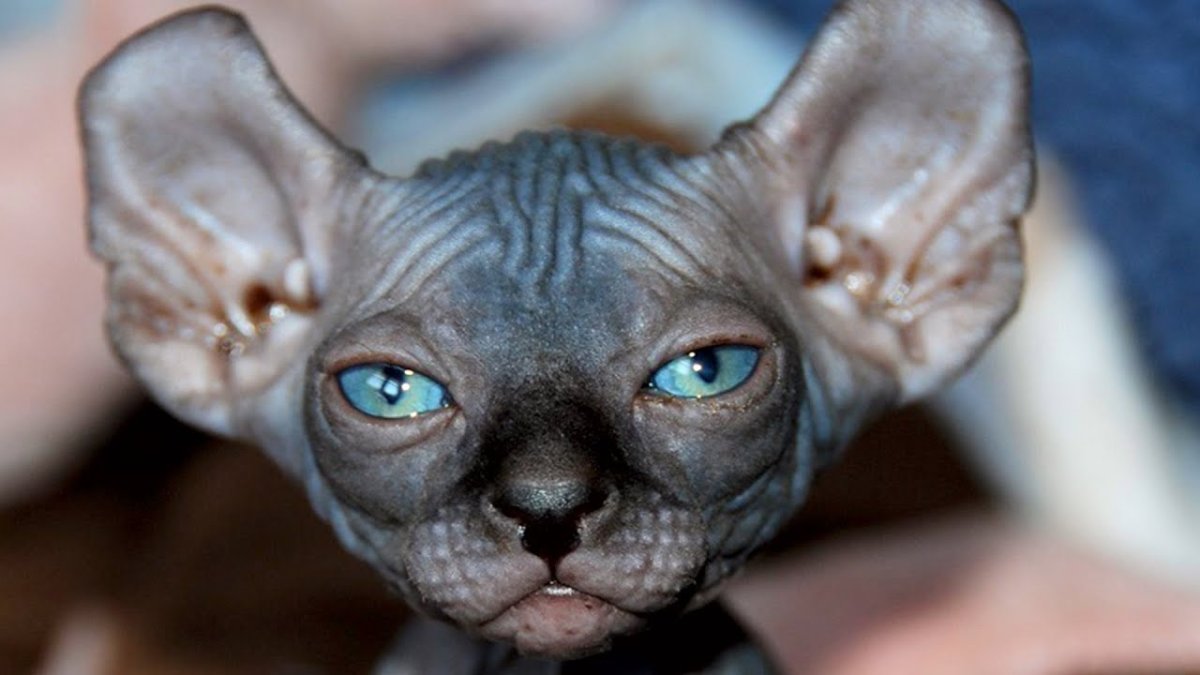 Атчум персидский кот