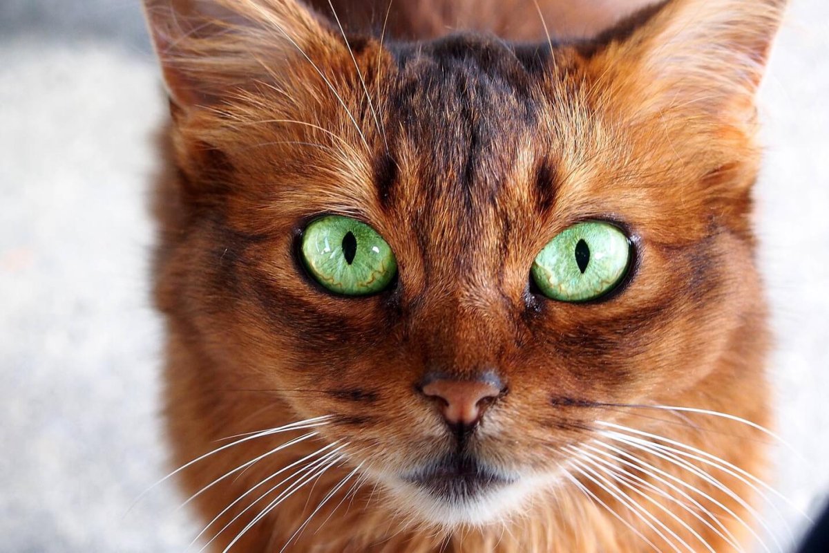 Вибриссы у кошек