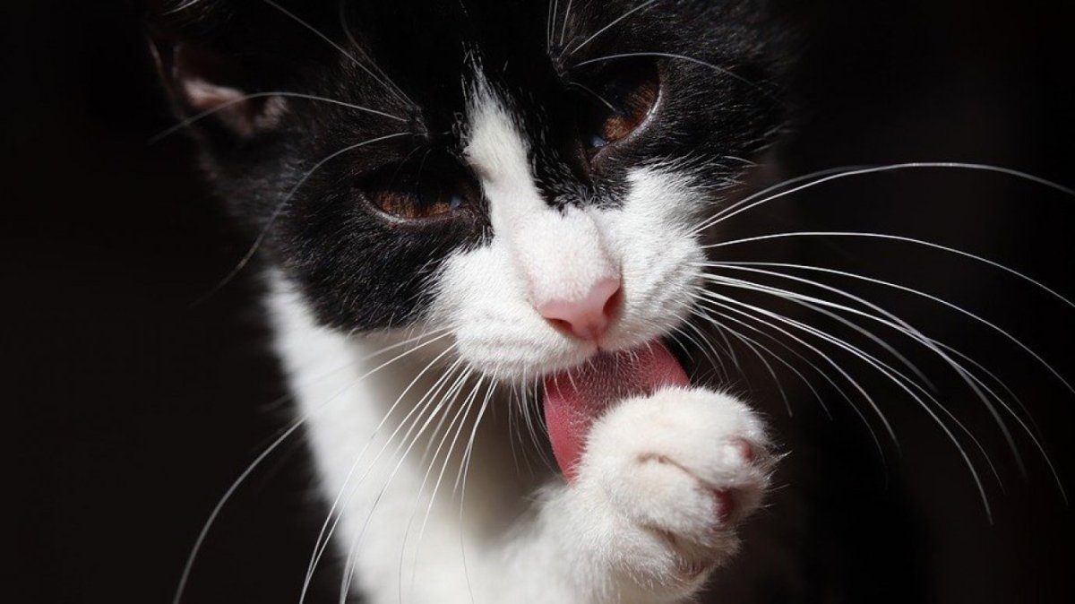 Обезьянка Императорский Тамарин