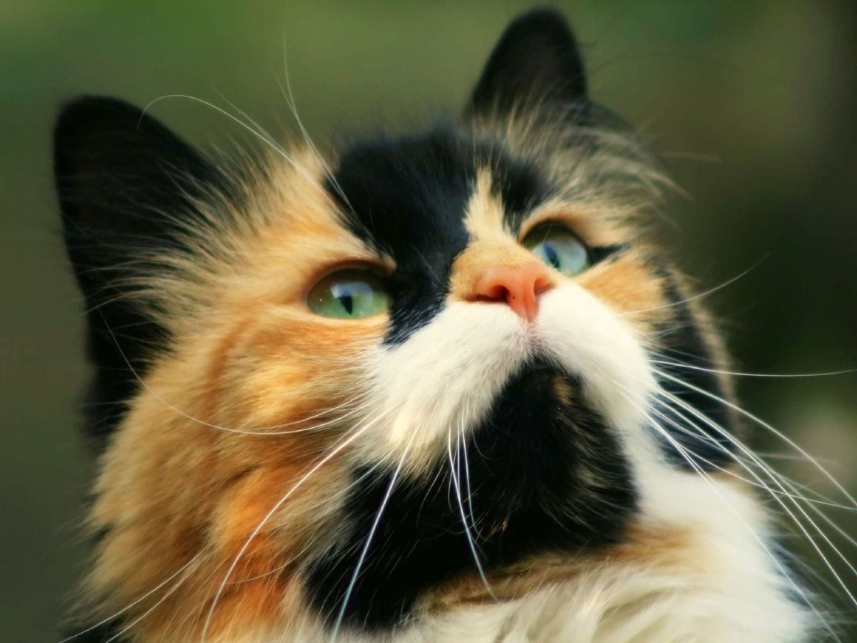 Кот с усами