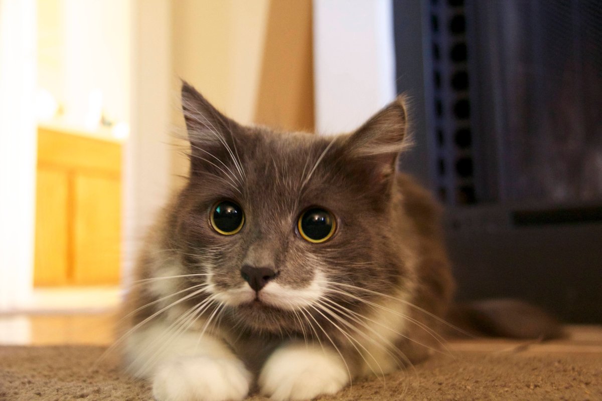 Гамильтон Hamilton кот-хипстер