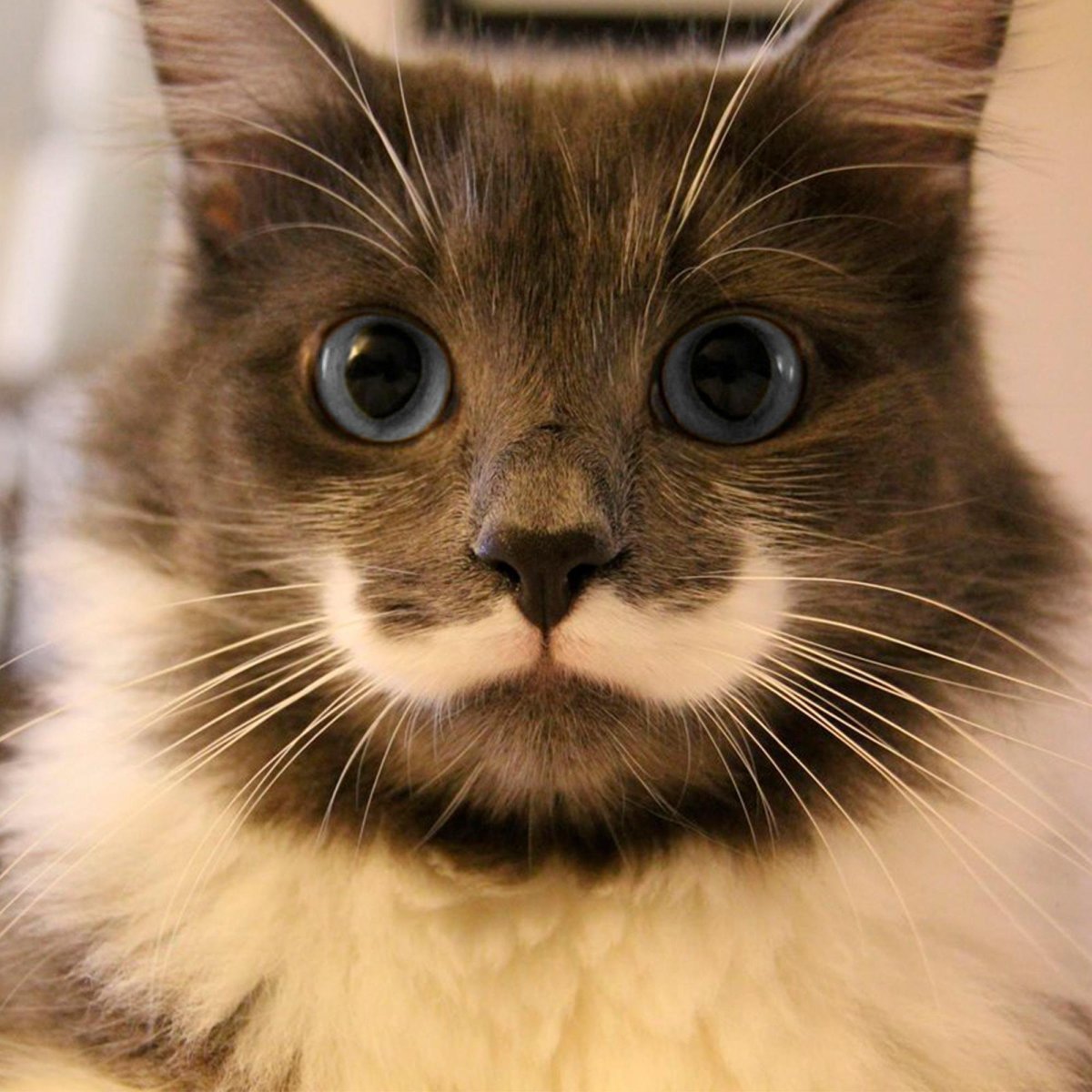 Усатая кошка