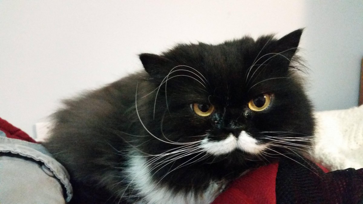 Обезьяна Императорский Тамарин