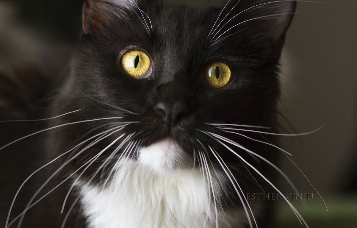 Котик с усиками