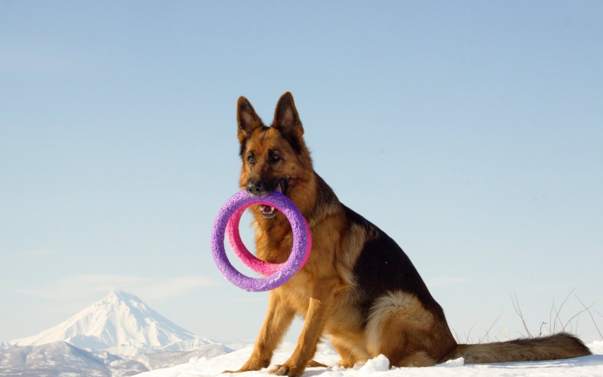 Немецкая овчарка с пуллером