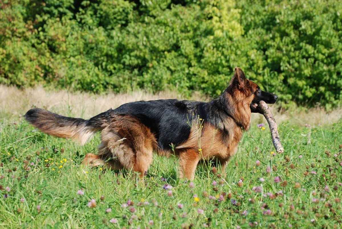 Немецкая Шефер овчарка