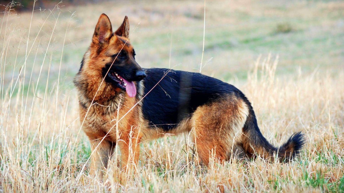 German Shepherd немецкая овчарка