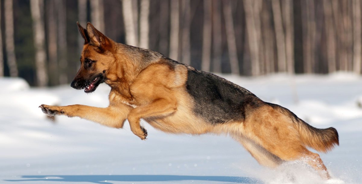 Немецкая овчарка бежит по снегу