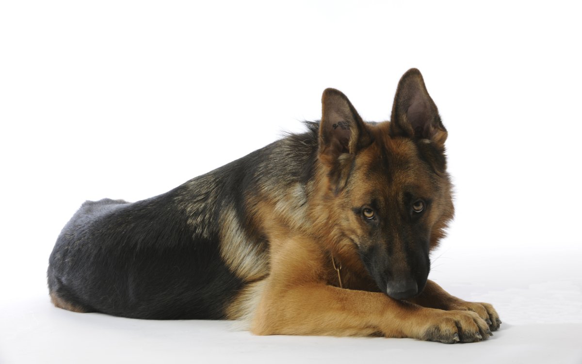 Немецкая овчарка Шеферд Мухтар